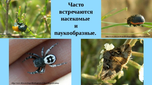 Часто встречаются насекомые  и  паукообразные. 