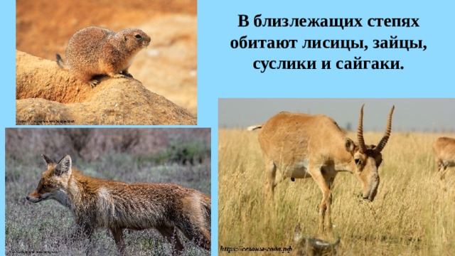 В близлежащих степях обитают лисицы, зайцы, суслики и сайгаки. 