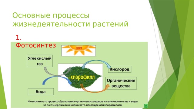 Основные процессы жизнедеятельности растений 1. Фотосинтез 