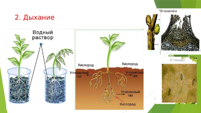 2. Дыхание 