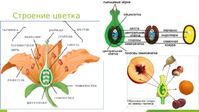 Строение цветка 
