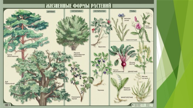 Жизненная форма растений 