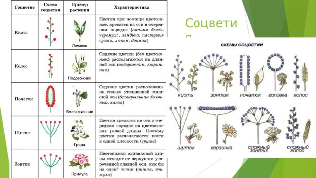 Соцветия 