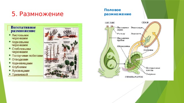 Половое размножение 5. Размножение 