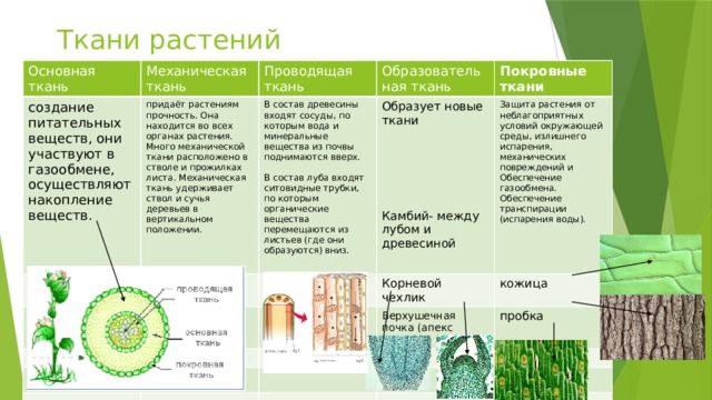 Ткани растений Основная ткань Механическая ткань создание питательных веществ, они участвуют в газообмене, осуществляют накопление веществ. Проводящая ткань придаёт растениям прочность. Она находится во всех органах растения. Много механической ткани расположено в стволе и прожилках листа. Механическая ткань удерживает ствол и сучья деревьев в вертикальном положении. Образовательная ткань В состав древесины входят сосуды, по которым вода и минеральные вещества из почвы поднимаются вверх. Образует новые ткани Покровные ткани Корневой чехлик Защита растения от неблагоприятных условий окружающей среды, излишнего испарения, механических повреждений и Обеспечение газообмена. В состав луба входят ситовидные трубки, по которым органические вещества перемещаются из листьев (где они образуются) вниз. Верхушечная почка (апекс роста) кожица Обеспечение транспирации (испарения воды). пробка устьица Камбий- между лубом и древесиной 