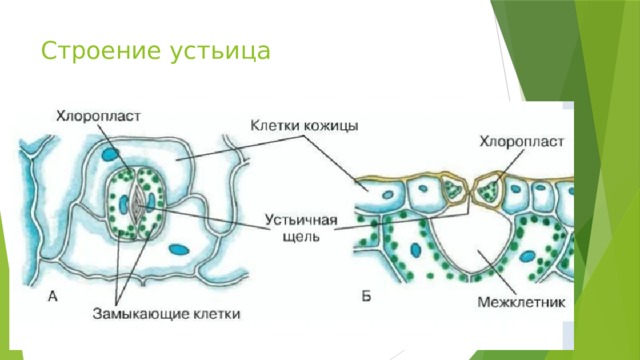 Строение устьица 