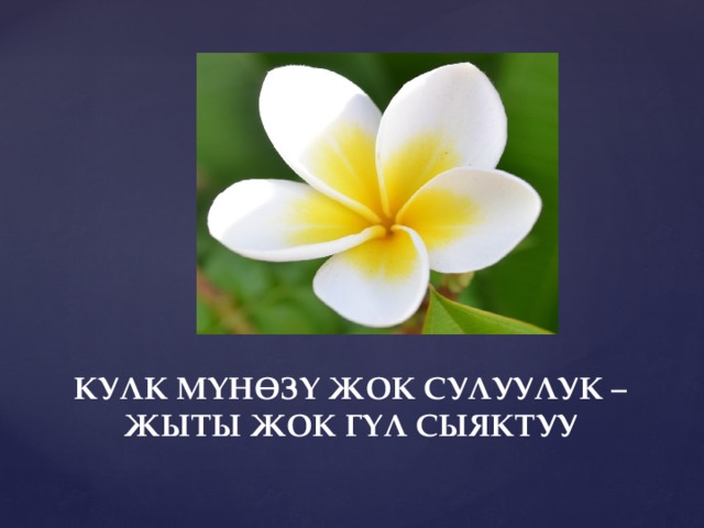 КУЛК МҮНӨЗҮ ЖОК СУЛУУЛУК –ЖЫТЫ ЖОК ГҮЛ СЫЯКТУУ 