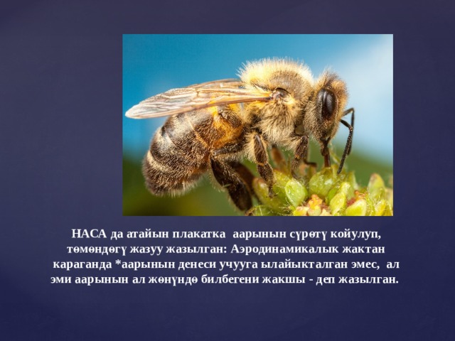 НАСА да атайын плакатка аарынын сүрөтү койулуп, төмөндөгү жазуу жазылган: Аэродинамикалык жактан караганда *аарынын денеси учууга ылайыкталган эмес, ал эми аарынын ал жөнүндө билбегени жакшы - деп жазылган. 