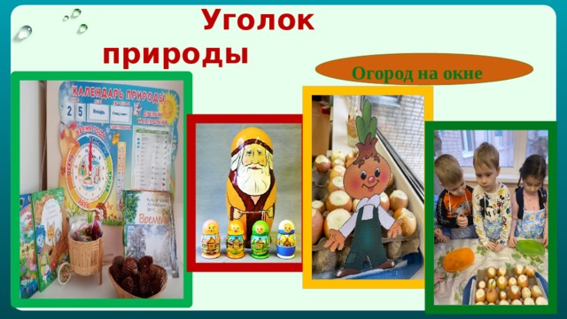  Уголок природы Огород на окне 