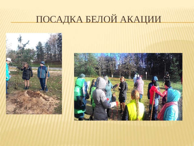 посадка белой акации 