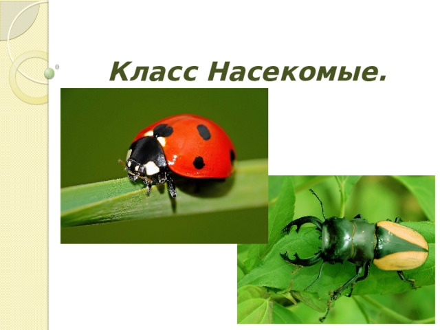 Класс Насекомые. 