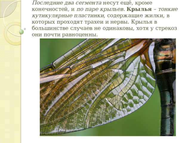 Последние два сегмента  несут ещё, кроме конечностей, и  по паре крыльев .  Крылья   – тонкие кутикулярные пластинки , содержащие жилки, в которых проходят трахеи и нервы. Крылья в большинстве случаев не одинаковы, хотя у стрекоз они почти равноценны. 