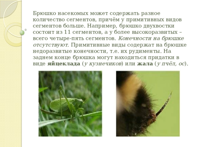 Брюшко насекомых может содержать разное количество сегментов, причём у примитивных видов сегментов больше. Например, брюшко двухвостки состоит из 11 сегментов, а у более высокоразвитых – всего четыре-пять сегментов.  Конечности на брюшке отсутствуют . Примитивные виды содержат на брюшке недоразвитые конечности, т.е. их рудименты. На заднем конце брюшка могут находиться придатки в виде  яйцеклада  ( у кузнечиков ) или  жала  ( у пчёл, ос ).    