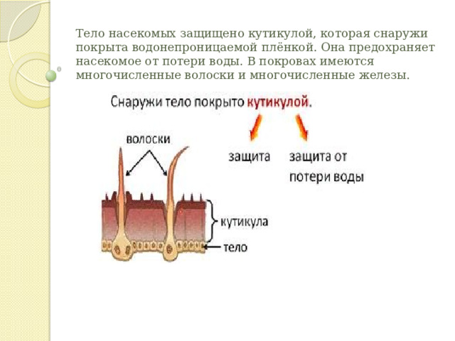Тело насекомых защищено кутикулой, которая снаружи покрыта водонепроницаемой плёнкой. Она предохраняет насекомое от потери воды. В покровах имеются многочисленные волоски и многочисленные железы.    