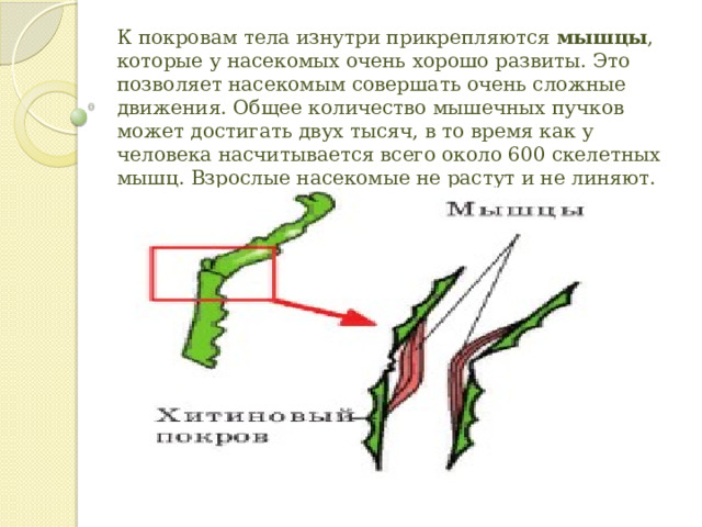 К покровам тела изнутри прикрепляются  мышцы , которые у насекомых очень хорошо развиты. Это позволяет насекомым совершать очень сложные движения. Общее количество мышечных пучков может достигать двух тысяч, в то время как у человека насчитывается всего около 600 скелетных мышц. Взрослые насекомые не растут и не линяют. 