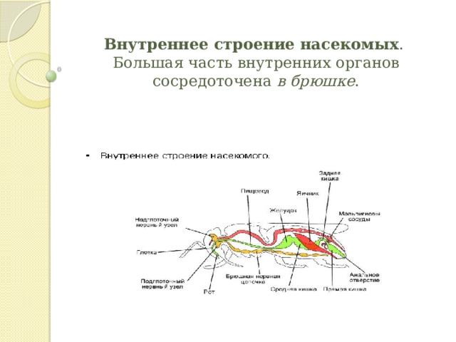 Внутреннее строение насекомых .  Большая часть внутренних органов сосредоточена  в брюшке . 