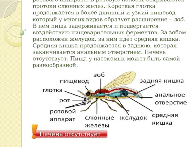 Пищеварительная система  хорошо развита. На голове расположен рот, окружённый частями ротового аппарата. В ротовую полость открываются протоки слюнных желез. Короткая глотка продолжается в более длинный и узкий пищевод, который у многих видов образует расширение –  зоб . В нём пища задерживается и подвергается воздействию пищеварительных ферментов. За зобом расположен желудок, за ним идёт средняя кишка. Средняя кишка продолжается в заднюю, которая заканчивается анальным отверстием. Печень отсутствует. Пища у насекомых может быть самой разнообразной. 