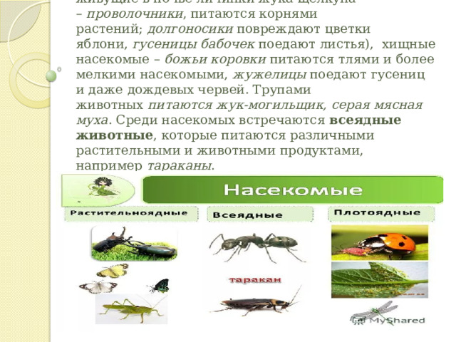 Есть  растительноядные насекомые  (например, живущие в почве личинки жука-щелкуна –  проволочники , питаются корнями растений;  долгоносики  повреждают цветки яблони,  гусеницы бабочек  поедают листья),  хищные насекомые –  божьи коровки  питаются тлями и более мелкими насекомыми,  жужелицы  поедают гусениц и даже дождевых червей. Трупами животных  питаются жук-могильщик, серая мясная муха . Среди насекомых встречаются  всеядные животные , которые питаются различными растительными и животными продуктами, например  тараканы . 