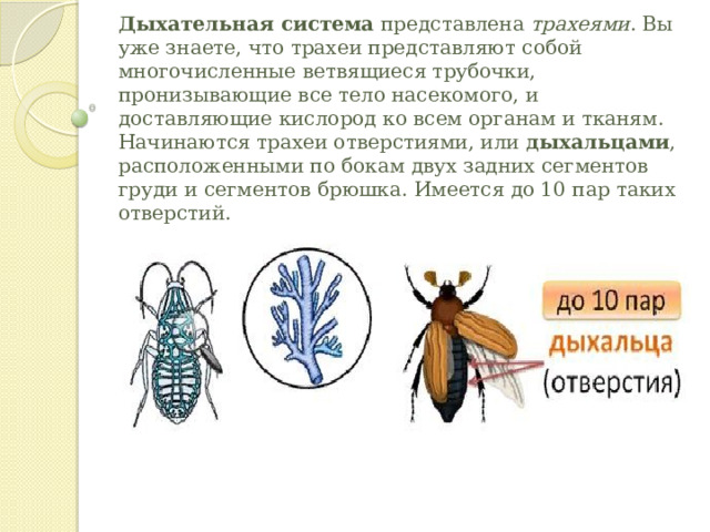 Дыхательная система  представлена  трахеями . Вы уже знаете, что трахеи представляют собой многочисленные ветвящиеся трубочки, пронизывающие все тело насекомого, и доставляющие кислород ко всем органам и тканям. Начинаются трахеи отверстиями, или  дыхальцами , расположенными по бокам двух задних сегментов груди и сегментов брюшка. Имеется до 10 пар таких отверстий. 