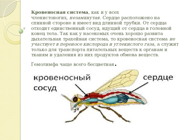 Кровеносная система , как и у всех членистоногих,  незамкнутая . Сердце расположено на спинной стороне и имеет вид длинной трубки. От сердца отходит единственный сосуд, идущий от сердца в головной конец тела. Так как у насекомых очень хорошо развита дыхательная трахейная система, то кровеносная система  не участвует в переносе кислорода и углекислого газа , а служит только для транспорта питательных веществ к органам и тканям и удаления из них продуктов обмена веществ. Гемолимфа чаще всего бесцветная . 