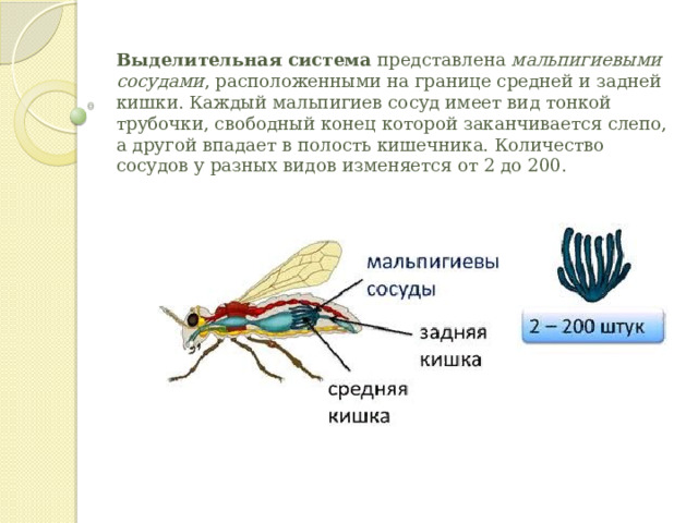 Выделительная система  представлена  мальпигиевыми сосудами , расположенными на границе средней и задней кишки. Каждый мальпигиев сосуд имеет вид тонкой трубочки, свободный конец которой заканчивается слепо, а другой впадает в полость кишечника. Количество сосудов у разных видов изменяется от 2 до 200.    