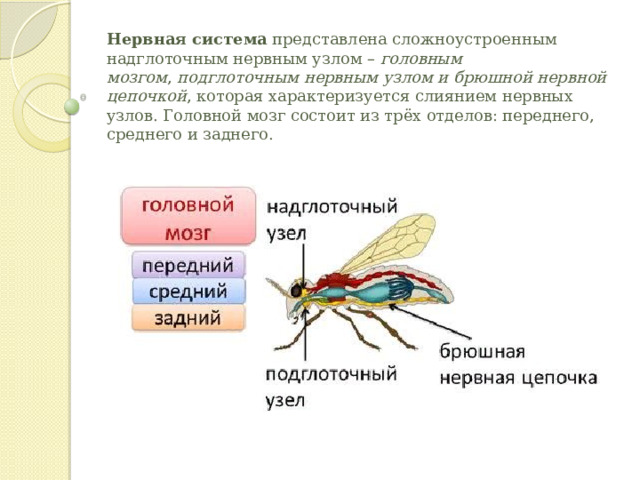 Нервная система  представлена сложноустроенным надглоточным нервным узлом –  головным мозгом ,  подглоточным нервным узлом и брюшной нервной цепочкой , которая характеризуется слиянием нервных узлов. Головной мозг состоит из трёх отделов: переднего, среднего и заднего.    