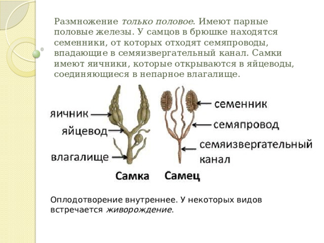 Размножение  только половое . Имеют парные половые железы. У самцов в брюшке находятся семенники, от которых отходят семяпроводы, впадающие в семяизвергательный канал. Самки имеют яичники, которые открываются в яйцеводы, соединяющиеся в непарное влагалище.    Оплодотворение внутреннее. У некоторых видов встречается  живорождение . 