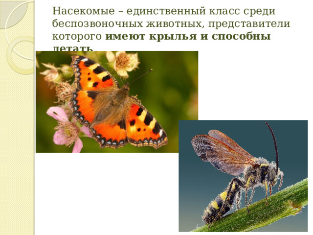 Насекомые – единственный класс среди беспозвоночных животных, представители которого  имеют крылья и способны летать . 