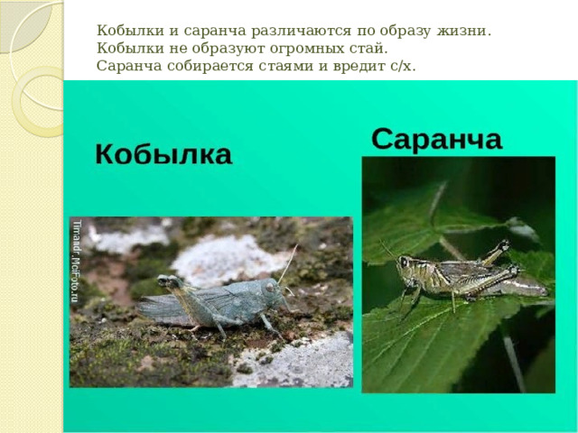 Кобылки и саранча различаются по образу жизни.  Кобылки не образуют огромных стай.  Саранча собирается стаями и вредит с/х.   
