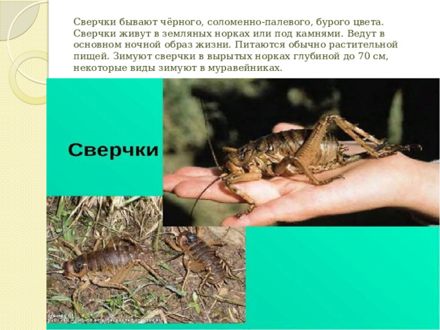 Сверчки бывают чёрного, соломенно-палевого, бурого цвета. Сверчки живут в земляных норках или под камнями. Ведут в основном ночной образ жизни. Питаются обычно растительной пищей. Зимуют сверчки в вырытых норках глубиной до 70 см, некоторые виды зимуют в муравейниках. 