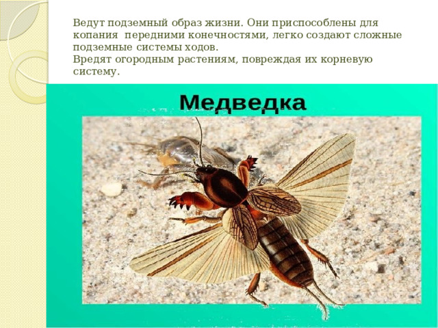 Ведут подземный образ жизни. Они приспособлены для копания передними конечностями, легко создают сложные подземные системы ходов.  Вредят огородным растениям, повреждая их корневую систему.   