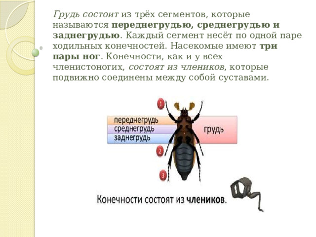 Грудь состоит  из трёх сегментов, которые называются  переднегрудью, среднегрудью и заднегрудью . Каждый сегмент несёт по одной паре ходильных конечностей. Насекомые имеют  три пары ног . Конечности, как и у всех членистоногих,  состоят из члеников , которые подвижно соединены между собой суставами. 