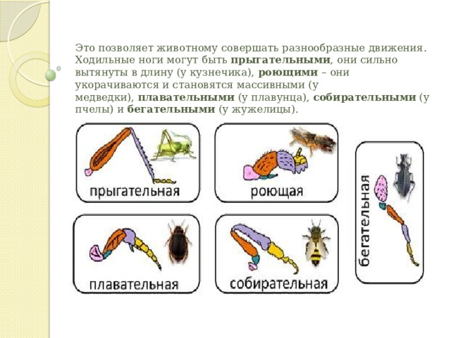 Это позволяет животному совершать разнообразные движения. Ходильные ноги могут быть  прыгательными , они сильно вытянуты в длину (у кузнечика),  роющими  – они укорачиваются и становятся массивными (у медведки),  плавательными  (у плавунца),  собирательными  (у пчелы) и  бегательными  (у жужелицы).    
