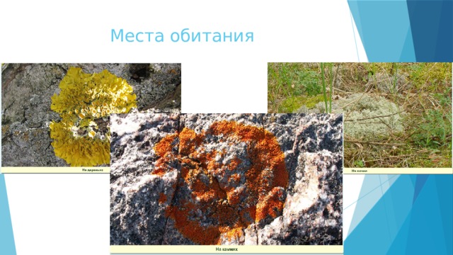 Места обитания 