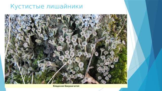 Кустистые лишайники 