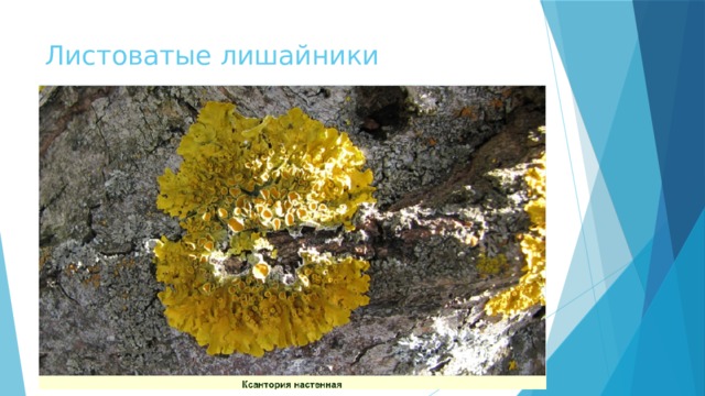 Листоватые лишайники 