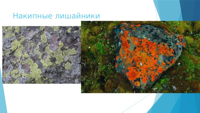 Накипные лишайники 