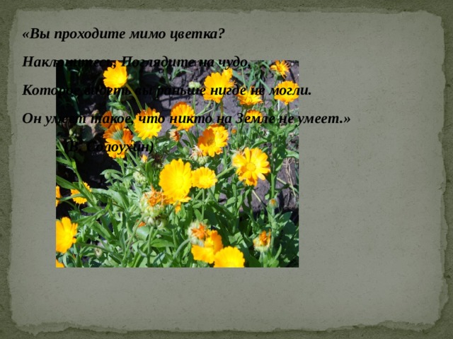 «Вы проходите мимо цветка? Наклонитесь, Поглядите на чудо, Которое видеть вы раньше нигде не могли. Он умеет такое, что никто на Земле не умеет.»  (В. Солоухин)  