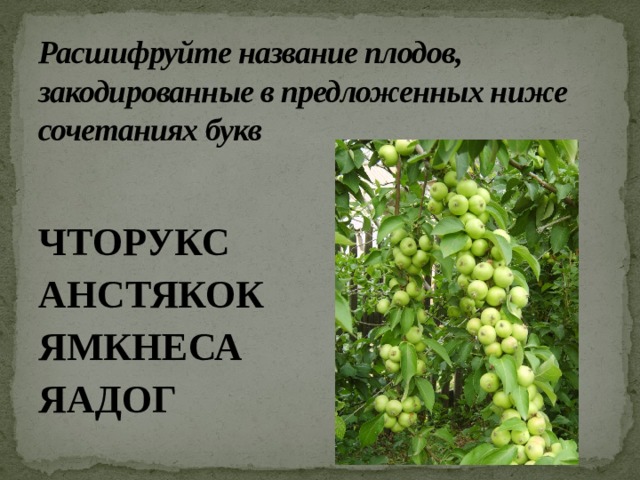 Расшифруйте название плодов, закодированные в предложенных ниже сочетаниях букв  ЧТОРУКС АНСТЯКОК ЯМКНЕСА ЯАДОГ  