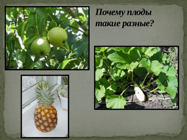 Почему плоды такие разные?  