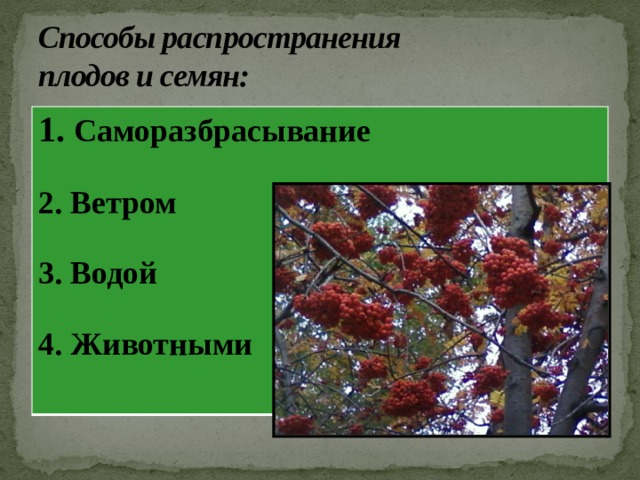 Способы распространения  плодов и семян: 1.  Саморазбрасывание  2. Ветром  3. Водой  4. Животными   