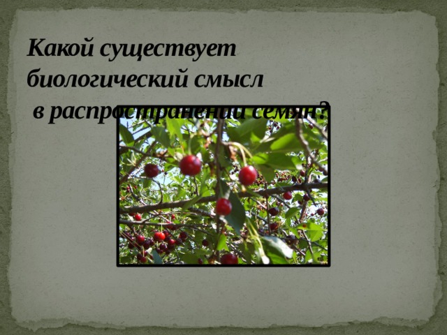 Какой существует  биологический смысл  в распространении семян?  