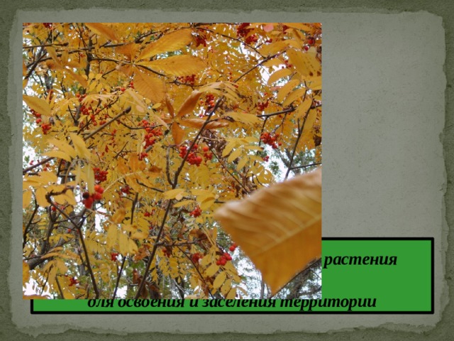 Удаление семян от материнского растения  на большое расстояние  для освоения и заселения территории  