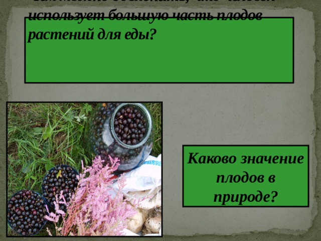   Чем можно объяснить, что человек использует большую часть плодов растений для еды?    Каково значение плодов в природе?  