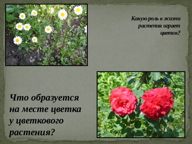  Какую роль в жизни  растения играет  цветок?    Что образуется на месте цветка у цветкового растения?  