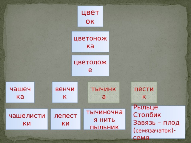 цветок цветоножка цветоложе пестик тычинка венчик чашечка Рыльце Столбик Завязь – плод ( семязачаток )-семя тычиночная нить лепестки чашелистики пыльник  