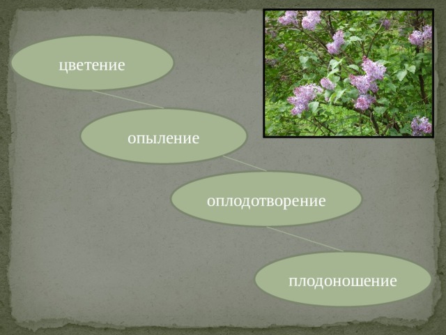 цветение опыление оплодотворение плодоношение  