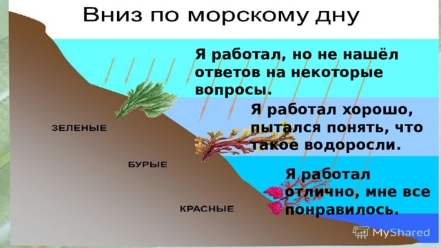 Я работал, но не нашёл ответов на некоторые вопросы. Я работал хорошо, пытался понять, что такое водоросли.  Я работал отлично, мне все понравилось. 