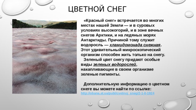Цветной снег «Красный снег» встречается во многих местах нашей Земли — и в суровых условиях высокогорий, и в зоне вечных снегов Арктики, и на ледяных морях Антарктиды. Причиной тому служит водоросль — хламидомонада снежная . Этот удивительный микроскопический организм способен жить только на снегу. Зеленый цвет снегу придают особые виды зеленых водорослей , накапливающие в своем организме зеленые пигменты. Дополнительную информацию о цветном снеге вы можете найти по ссылке: http://obana.at.ua/publ/cvetnoj_sneg/2-1-0-1924 