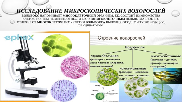 Исследование микроскопических водорослей  Вольвокс  напоминает  многоклеточный  организм, т.к. состоит из множества клеток. Но, тем не менее, отнести его к  многоклеточным  нельзя. Главное его отличие от  многоклеточных  - клетки  вольвокса  выполняют одну и ту же функцию, т.е. одинаковую. 